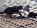 猫捉老鼠视频,一场欢乐的追逐大戏