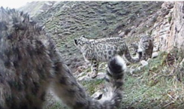 雪豹视频,野生王国中的神秘猎手